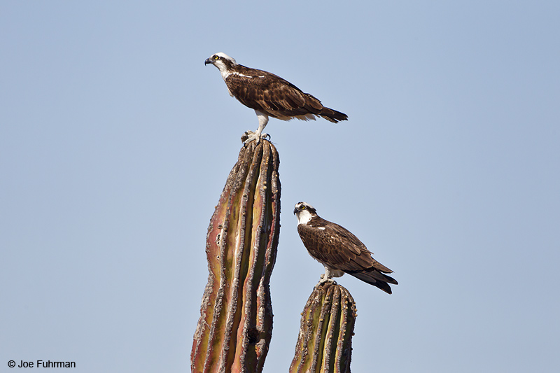 Osprey on Cardon Cactus BCS, Mexico March 2011