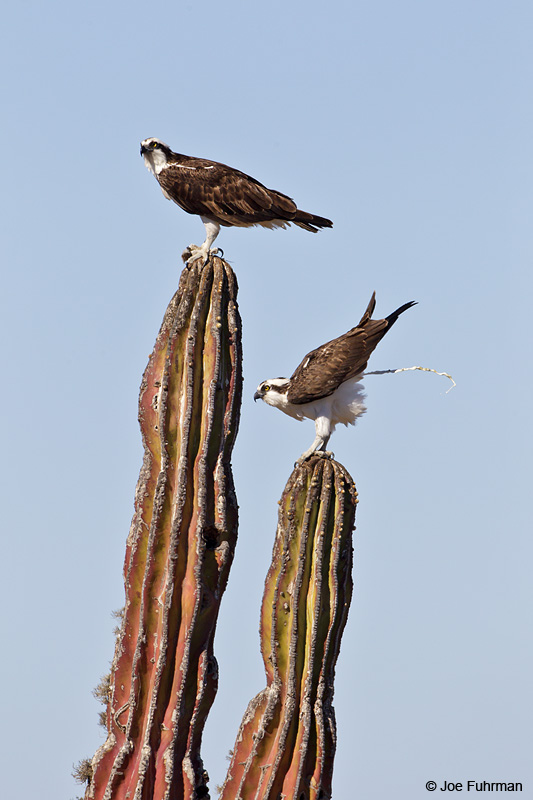 Osprey on Cardon Cactus BCS, Mexico March 2011