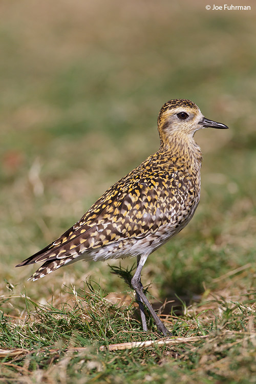 Pacific Golden Plover Midway Atoll, HA   March 2010
