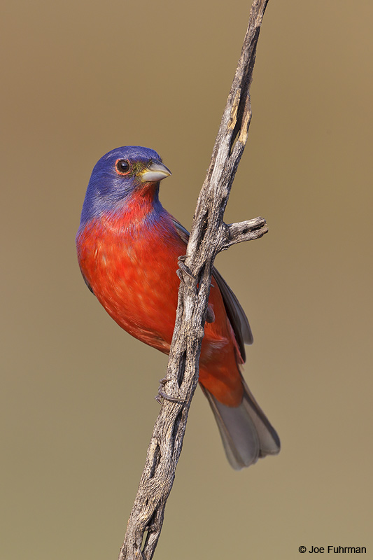 Painted Bunting male Hidalgo Co., TX April 2012