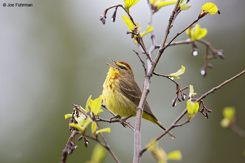 Palm Warbler Piscataquis Co., ME   May 2013