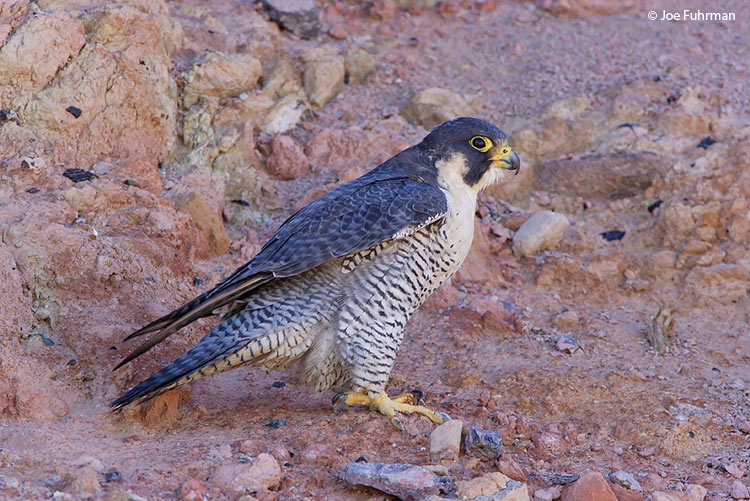 Peregrine Falcon Imperial Co., CA December 2007