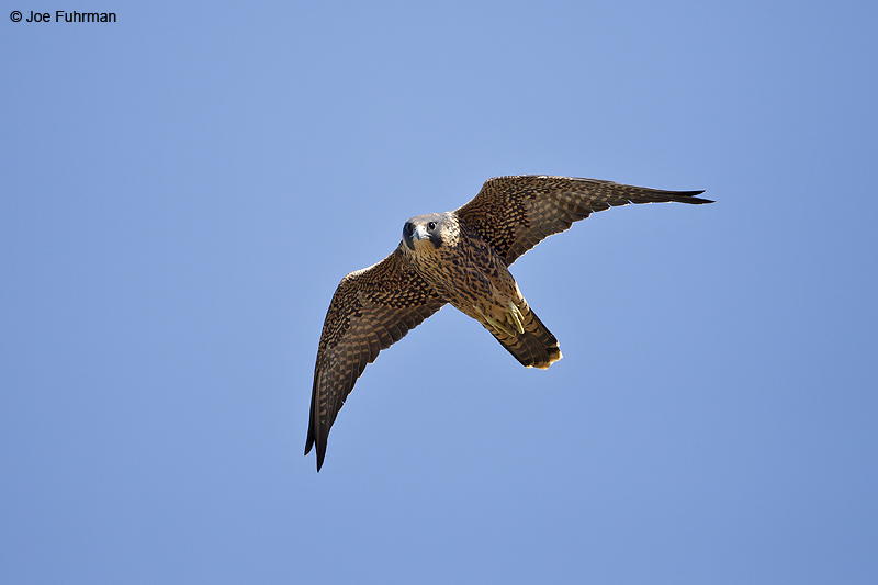 Peregrine Falcon San Diego Co., CA June 2012