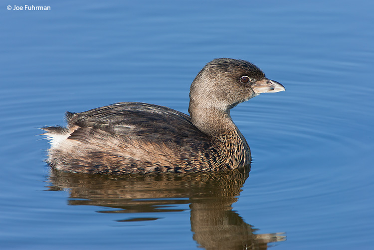 Pied-billed Grebe L.A. Co., CA   Oct. 2006