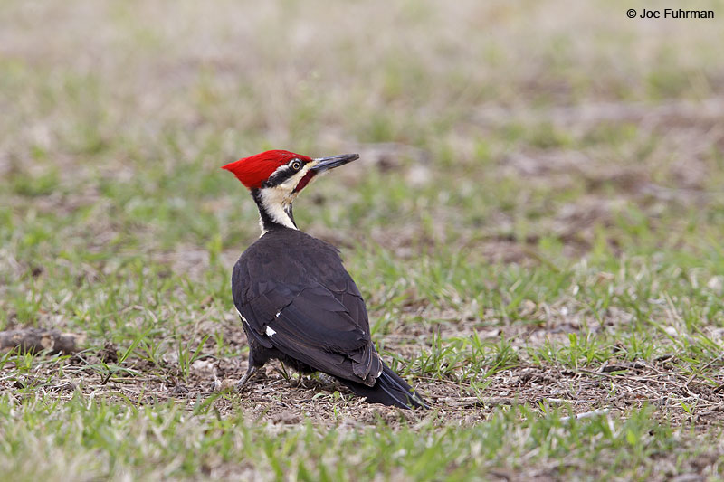 Pileated Woodpecker Tulsa, OK April 2013