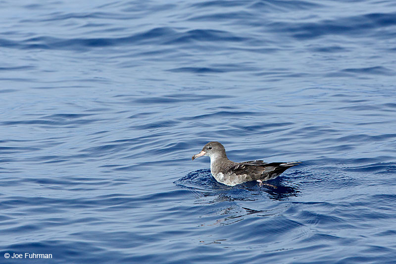 Pink-footed Shearwater Ventura Co., CA August 2015