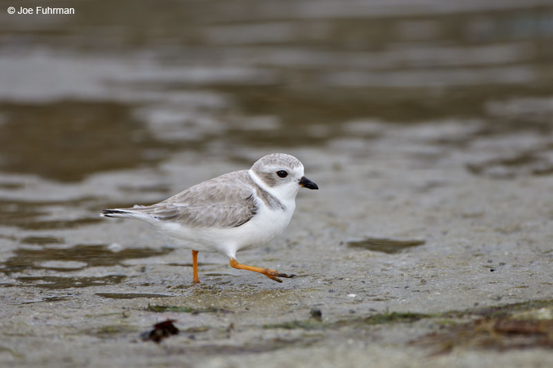 Piping Plover winter plumage Lee Co., FL Dec. 2012