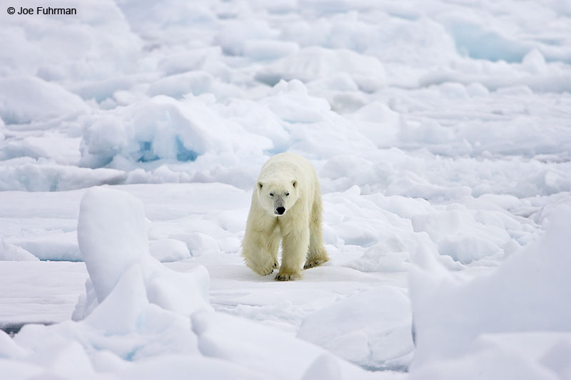 Polar Bear Svalbard, Norway June 2008