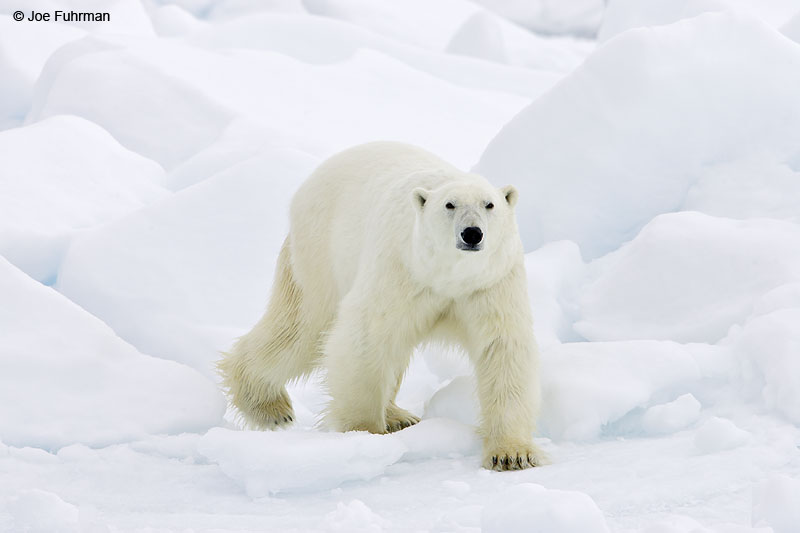 Polar Bear Svalbard, Norway June 2008