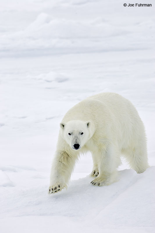 Polar Bear Svalbard, Norway July 2008