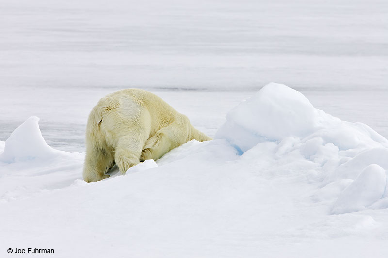 Polar Bear Svalbard, Norway July 2008