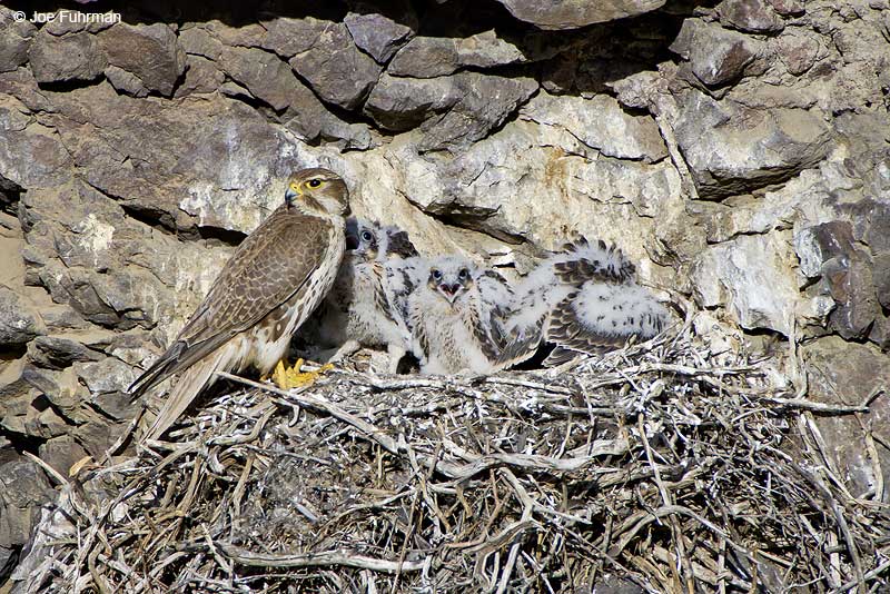 Prairie Falcon Yakima, WA   June 2007