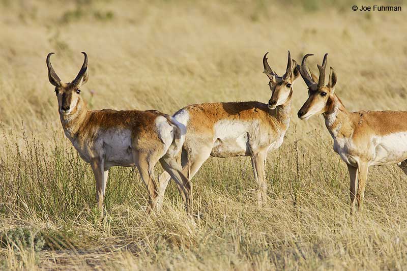 Pronghorn Antelope Cochise Co., AZ May 2007