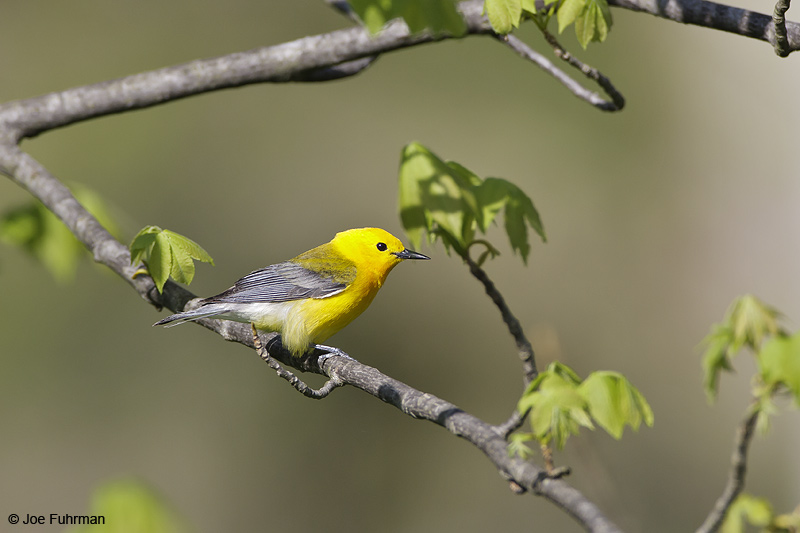 Prothonotary Warbler Cuyahoga Co., OH   May 2009