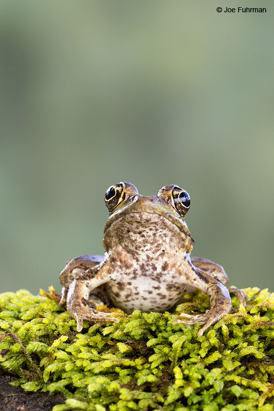 Rain_Forest_Frog_16A4702