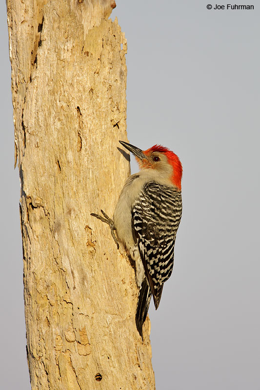 Red-bellied Woodpecker male Brevard Co., FL March 2009