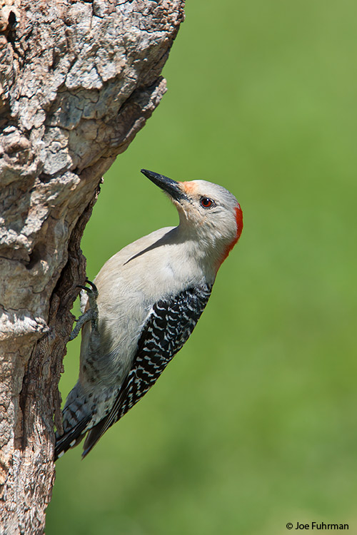 Red-bellied Woodpecker female Lipscomb Co., TX April 2007