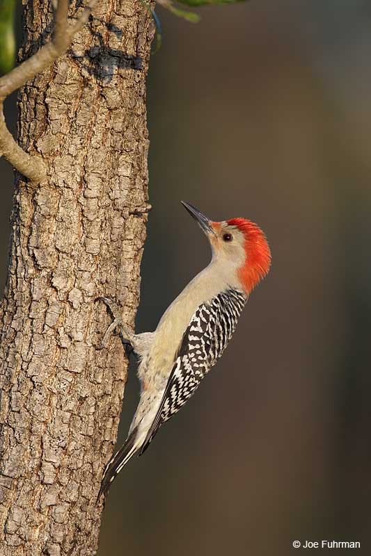 Red-bellied Woodpecker Sarasota Co., FL Dec. 2012