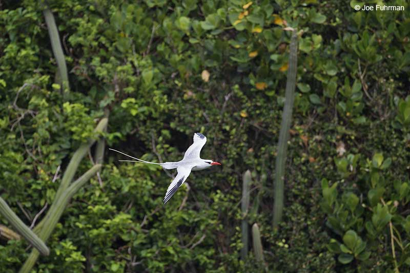 Red-billed Tropicbird-Little Tobago Island Trinidad And Tobago Dec. 2012