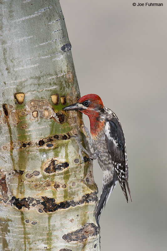 Red-breasted Sapsucker (at sap wells) Mono Co., CA   June 2014