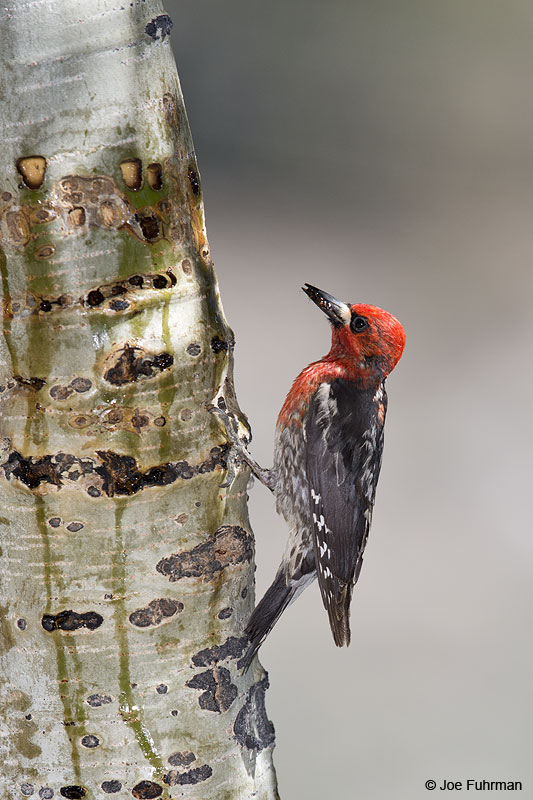 Red-breasted Sapsucker (at sap wells) Mono Co., CA   June 2014