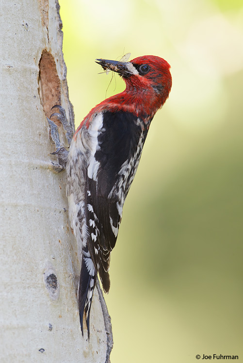 Red-breasted Sapsucker Mono Co., CA    June 2011