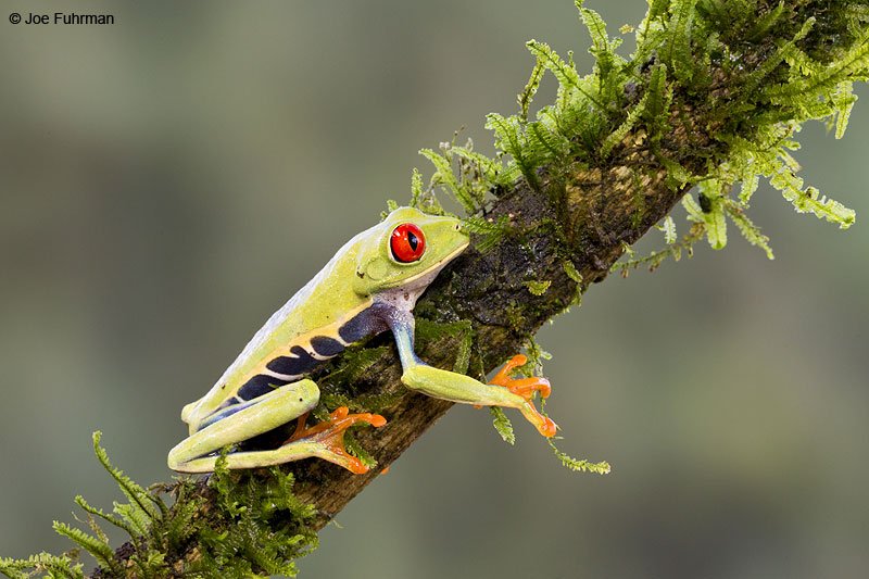 Red-eyed_Tree-Frog_16A4561