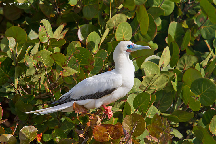 Red-footed Booby Eastern Island/Midway Atoll, HA March 2010