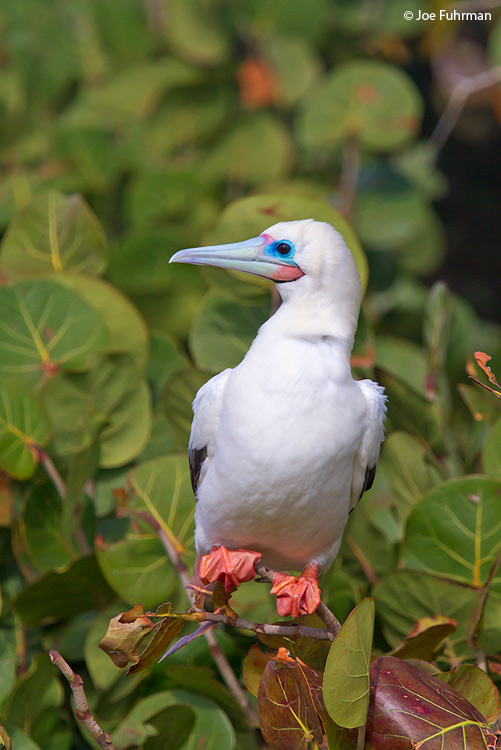 Red-footed Booby Eastern Island/Midway Atoll, HA March 2010