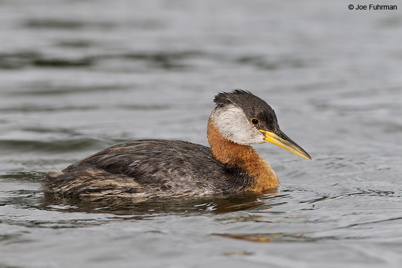Red-necked Grebe-adult breeding plumage Anchorage, AK Aug. 2010