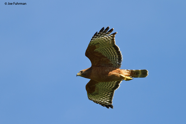Red-shouldered Hawk Santa Barbara Co., CA January 2010
