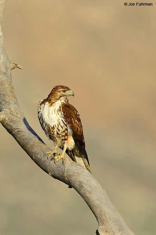 Red-tailed Hawk Riverside Co., CA February 2016