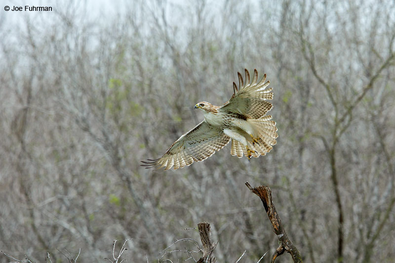 Red-tailed Hawk (Krider's race) Brooks Co., TX March 2015