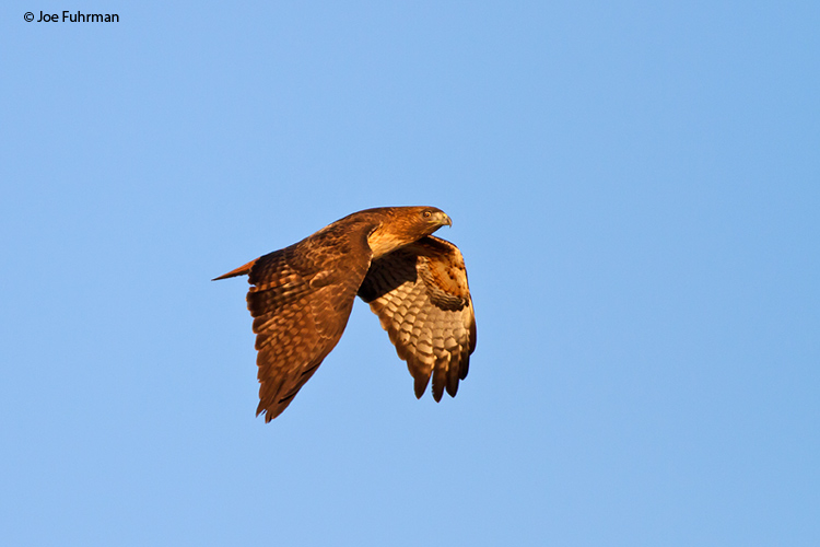 Red-tailed Hawk San Diego Co., CA Dec. 2011