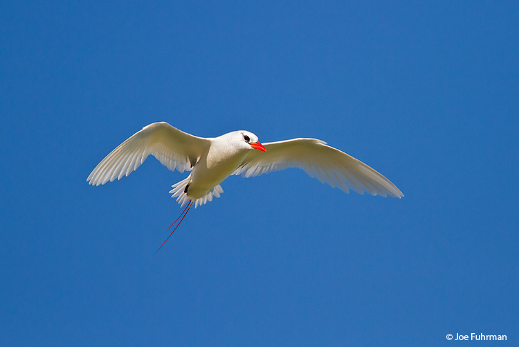 Red-tailed Tropicbird Midway Atoll, HA March 2010