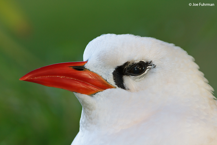 Red-billed Tropicbird Midway Island, HA March 2010