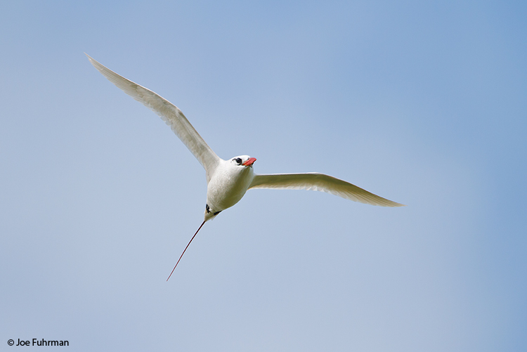 Red-tailed Tropicbird Eastern Island/Midway Atoll, HA March 2010