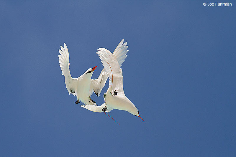 Red-tailed Tropicbird Midway Atoll, HA   March 2010