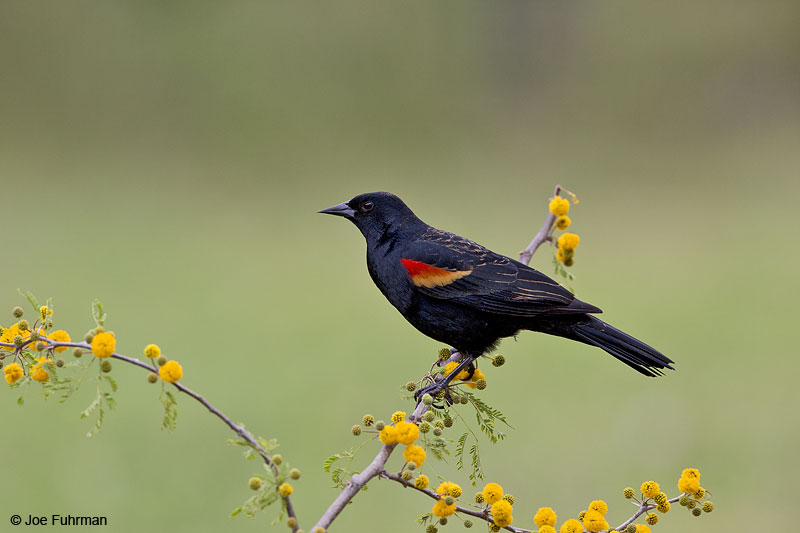 Red-winged Blackbird Hidalgo Co., TX Feb. 2014