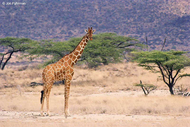 Reticulated Giraffe Shaba National Reserve, Kenya   Nov. 1987