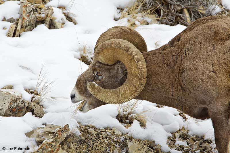 Rocky Mountain Bighorn Sheep Yellowstone N.P., WY   February 2010
