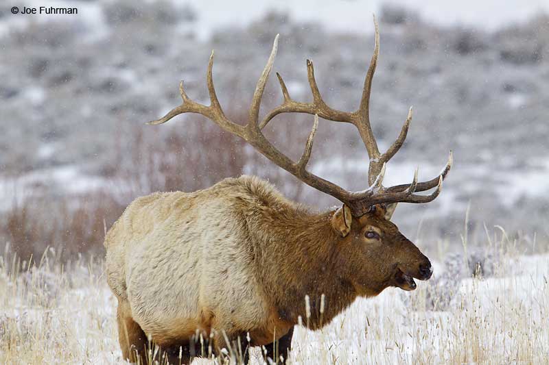 Rocky Mountain Elk Park Co., WY-Yellowstone National Park Jan. 2010