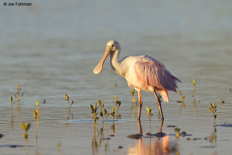Roseate Spoonbill Nay., Mexico   Dec. 2013