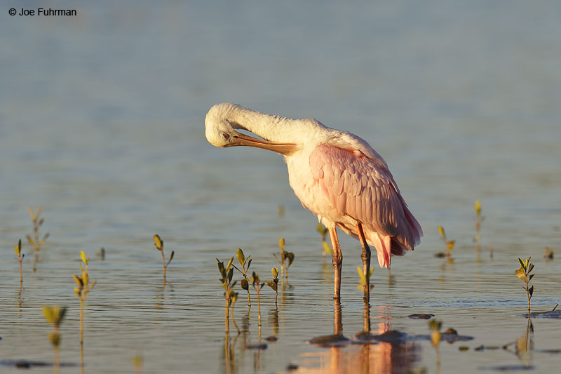 Roseate Spoonbill Nay., Mexico   Dec. 2013