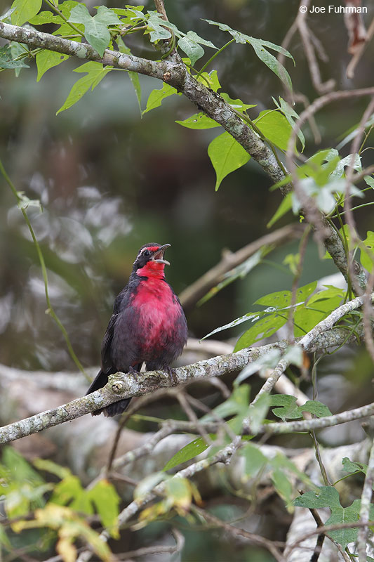 Rosy Thrush-Tanager El Tuito, Jal., Mexico   March 2013