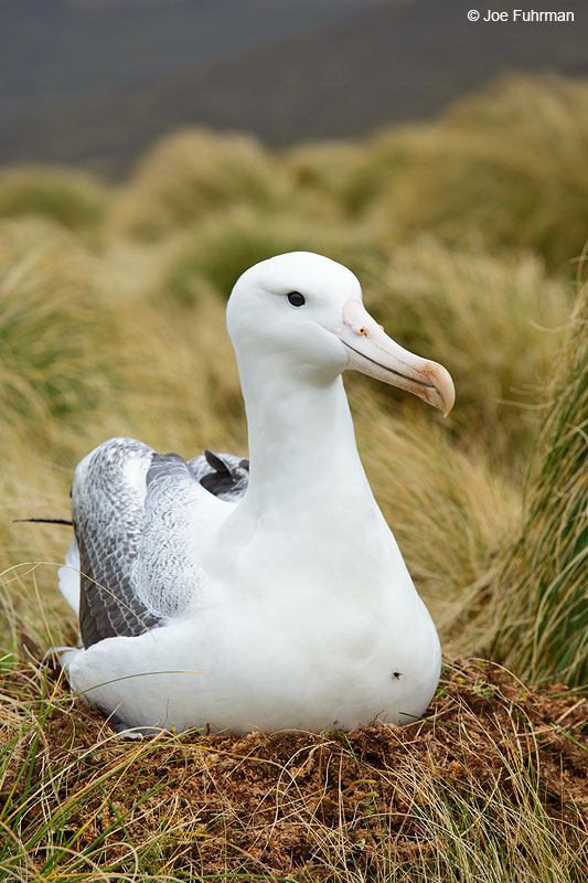 Royal Albatross (Southern)Campbell Island, New Zealand Nov. 2014