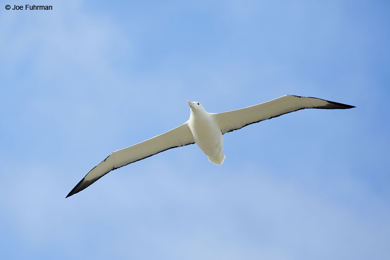 Royal AlbatrossAuckland Island, New Zealand Nov. 2014