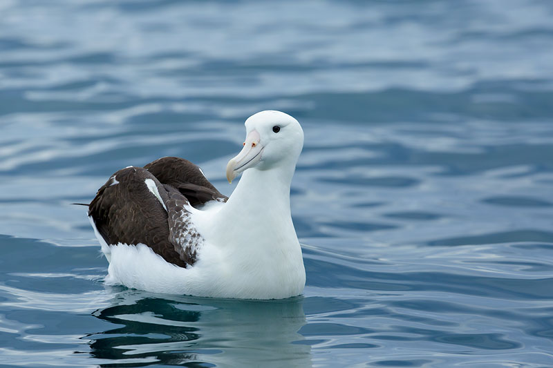 Royal AlbatrossKaikoura, New Zealand Dec. 2014
