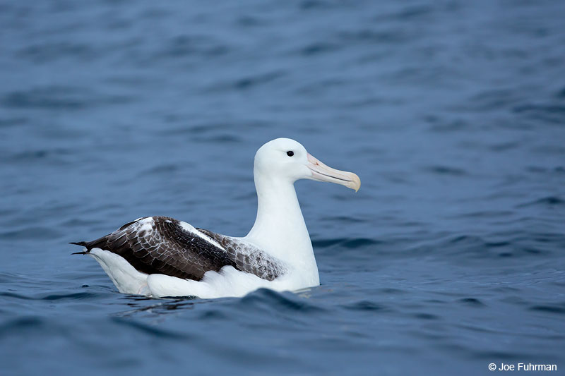 Royal Albatross Kaikoura, New Zealand Dec. 2014