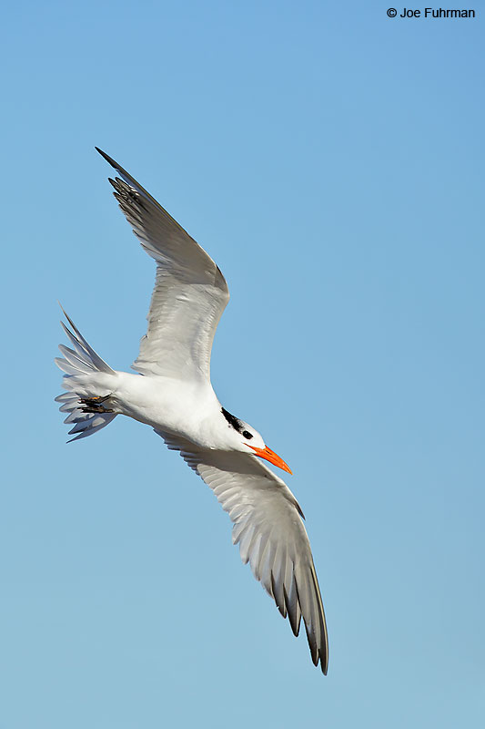 Royal Tern L.A. Co., CA February 2016